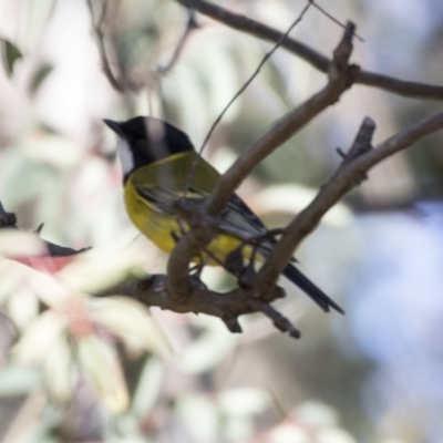 Pachycephala pectoralis (Golden Whistler) at McKellar, ACT - 18 Jul 2019 by Alison Milton