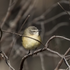 Acanthiza chrysorrhoa (Yellow-rumped Thornbill) at McKellar, ACT - 18 Jul 2019 by AlisonMilton