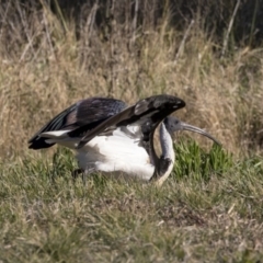 Threskiornis spinicollis (Straw-necked Ibis) at Central Molonglo - 16 Jul 2019 by Alison Milton