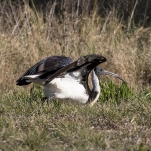 Threskiornis spinicollis at Pialligo, ACT - 16 Jul 2019 02:57 PM