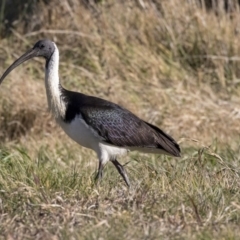 Threskiornis spinicollis at Pialligo, ACT - 16 Jul 2019