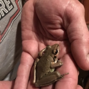 Litoria wilcoxii at Doonan, QLD - 15 Jan 2019 08:15 PM