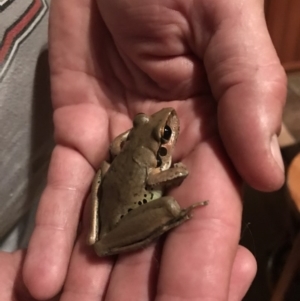 Litoria wilcoxii at Doonan, QLD - 15 Jan 2019 08:15 PM