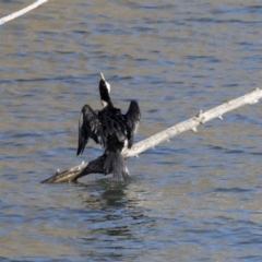 Microcarbo melanoleucos (Little Pied Cormorant) at Campbell, ACT - 16 Jul 2019 by Alison Milton