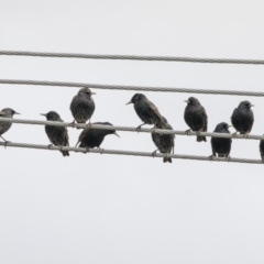 Sturnus vulgaris (Common Starling) at Higgins, ACT - 4 Jul 2019 by AlisonMilton