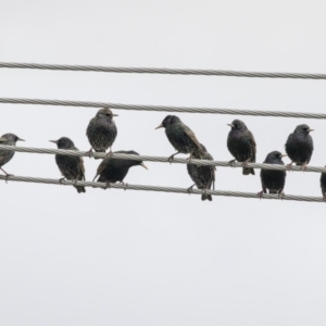 Sturnus vulgaris at Higgins, ACT - 4 Jul 2019