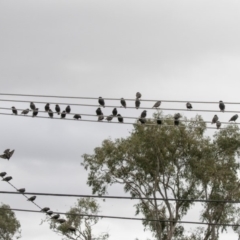 Sturnus vulgaris at Higgins, ACT - 4 Jul 2019