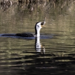 Microcarbo melanoleucos (Little Pied Cormorant) at Sullivans Creek, Acton - 2 Jul 2019 by AlisonMilton