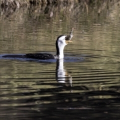 Microcarbo melanoleucos (Little Pied Cormorant) at Sullivans Creek, Acton - 2 Jul 2019 by Alison Milton