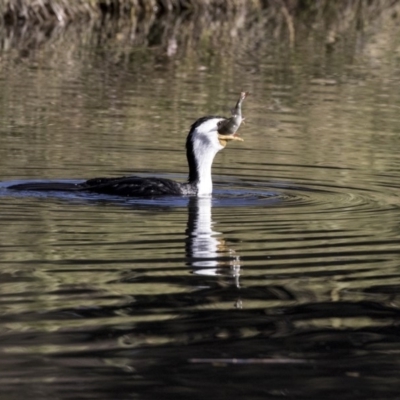 Microcarbo melanoleucos (Little Pied Cormorant) at Sullivans Creek, Acton - 2 Jul 2019 by AlisonMilton