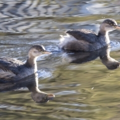 Tachybaptus novaehollandiae (Australasian Grebe) at Sullivans Creek, Lyneham South - 2 Jul 2019 by AlisonMilton