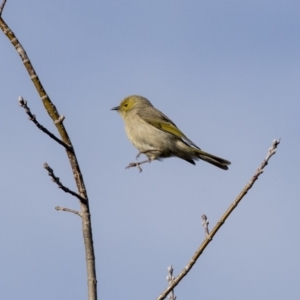 Ptilotula penicillata at Hall, ACT - 1 Jul 2019