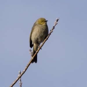 Ptilotula penicillata at Hall, ACT - 1 Jul 2019