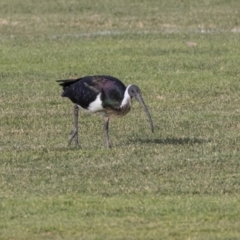 Threskiornis spinicollis (Straw-necked Ibis) at Hall, ACT - 1 Jul 2019 by AlisonMilton