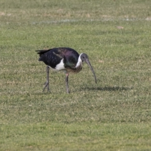 Threskiornis spinicollis at Hall, ACT - 1 Jul 2019 02:44 PM