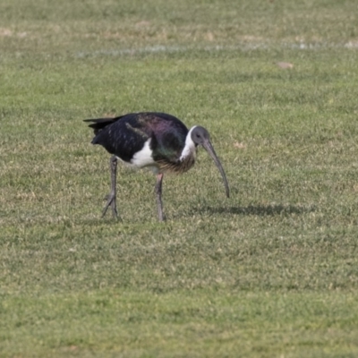 Threskiornis spinicollis (Straw-necked Ibis) at Hall, ACT - 1 Jul 2019 by Alison Milton