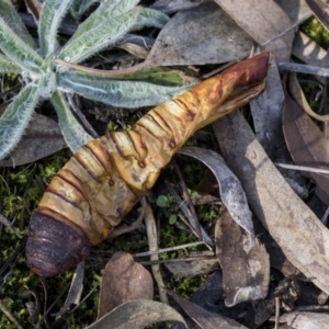 Hepialidae (family) at Hall, ACT - 1 Jul 2019