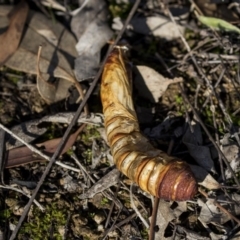 Hepialidae (family) at Hall, ACT - 1 Jul 2019 01:32 PM