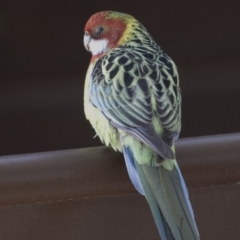 Platycercus eximius (Eastern Rosella) at Hall, ACT - 1 Jul 2019 by Alison Milton