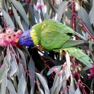 Trichoglossus moluccanus (Rainbow Lorikeet) at Hall, ACT - 1 Jul 2019 by AlisonMilton