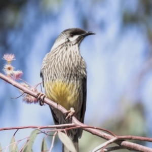 Anthochaera carunculata at Hall, ACT - 1 Jul 2019