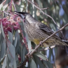 Anthochaera carunculata at Hall, ACT - 1 Jul 2019