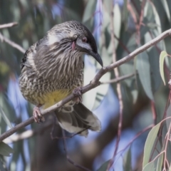 Anthochaera carunculata at Hall, ACT - 1 Jul 2019