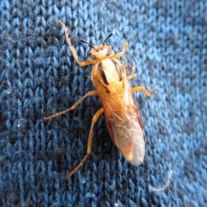 Pseudoperga lewisii at Cotter River, ACT - 17 Mar 2019 01:31 PM