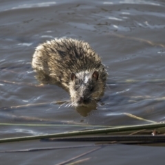 Hydromys chrysogaster (Rakali or Water Rat) at Belconnen, ACT - 29 Jun 2019 by Alison Milton
