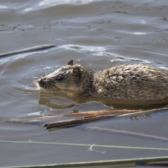 Hydromys chrysogaster at Belconnen, ACT - 29 Jun 2019 10:19 AM