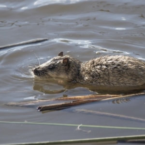 Hydromys chrysogaster at Belconnen, ACT - 29 Jun 2019