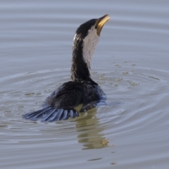 Microcarbo melanoleucos (Little Pied Cormorant) at Belconnen, ACT - 29 Jun 2019 by Alison Milton