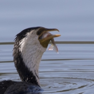 Perca fluviatilis at Belconnen, ACT - 29 Jun 2019