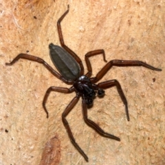 Gnaphosidae or Trochanteriidae (families) (Flat spider) at Rosedale, NSW - 6 Jul 2019 by jb2602