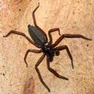 Gnaphosidae or Trochanteriidae (families) at Rosedale, NSW - 6 Jul 2019 10:06 PM