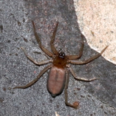 Unidentified Other hunting spider at Rosedale, NSW - 8 Jul 2019 by jb2602