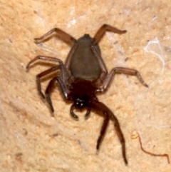 Hemicloea sp. (genus) (Flat bark spider) at Rosedale, NSW - 11 Jul 2019 by jb2602