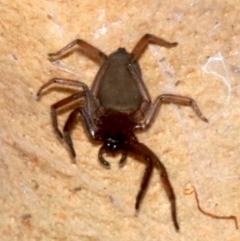 Hemicloea sp. (genus) at Rosedale, NSW - 11 Jul 2019 by jb2602