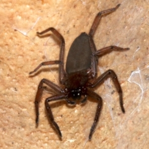 Hemicloea sp. (genus) at Rosedale, NSW - 11 Jul 2019 09:02 PM