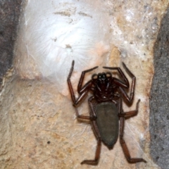 Hemicloea sp. (genus) at Rosedale, NSW - 11 Jul 2019 09:02 PM