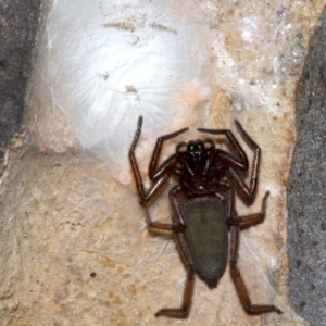 Hemicloea sp. (genus) at Rosedale, NSW - 11 Jul 2019 09:02 PM