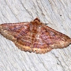 Praxis porphyretica (Praxis porphyretica) at Rosedale, NSW - 11 Jul 2019 by jb2602