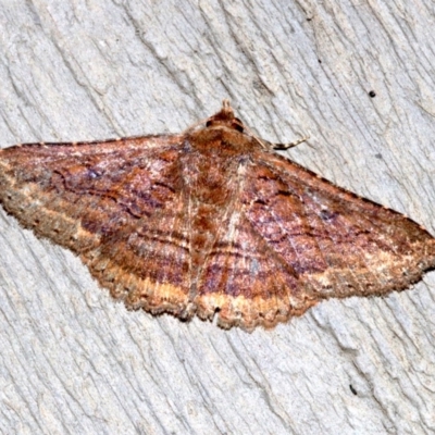 Praxis porphyretica (Praxis porphyretica) at Rosedale, NSW - 11 Jul 2019 by jb2602