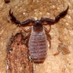 Pseudoscorpiones (order) at Rosedale, NSW - 8 Jul 2019