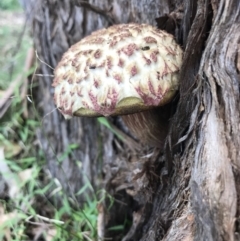 Unidentified Cup or disk - with no 'eggs' (TBC) at Doonan, QLD - 28 Dec 2018 by JBudgie