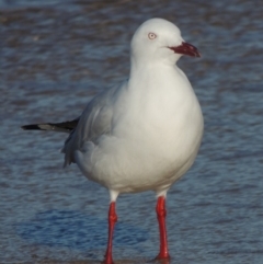 Chroicocephalus novaehollandiae (Silver Gull) at Sunshine Beach, QLD - 9 Jun 2018 by michaelb