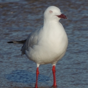 Chroicocephalus novaehollandiae at Sunshine Beach, QLD - 10 Jun 2018 12:00 AM