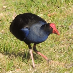 Porphyrio melanotus (Australasian Swamphen) at Lake MacDonald, QLD - 11 Jun 2018 by MichaelBedingfield