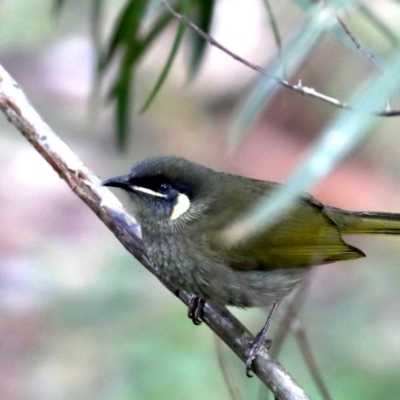 Meliphaga lewinii (Lewin's Honeyeater) at Rosedale, NSW - 8 Jul 2019 by jb2602