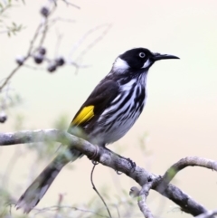 Phylidonyris novaehollandiae (New Holland Honeyeater) at Mogo State Forest - 6 Jul 2019 by jbromilow50